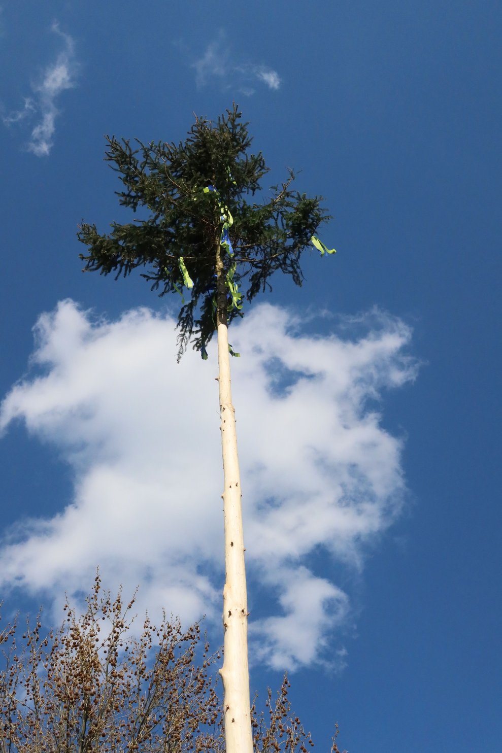 Maibaum